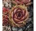 Sempervivum RONSDORF HYBRIDE