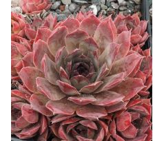 Sempervivum ROTSTRAHL