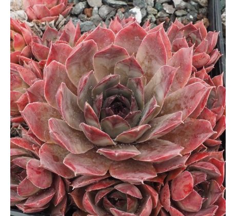 Sempervivum ROTSTRAHL