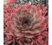 Sempervivum ROTSTRAHL