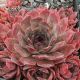 Sempervivum ROTSTRAHL