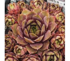 Sempervivum ROTER ZWERG