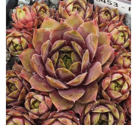 Sempervivum ROTER ZWERG
