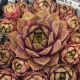 Sempervivum ROTER ZWERG