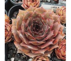 Sempervivum RITA