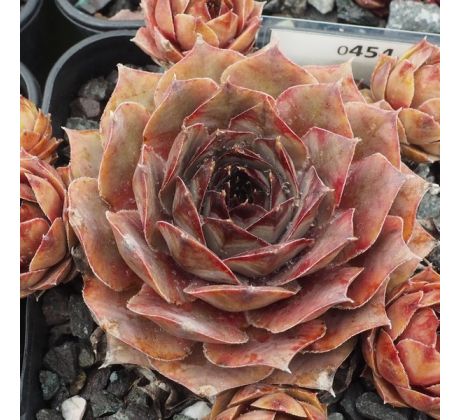 Sempervivum RITA
