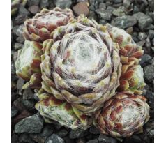 Sempervivum ROTEIRO