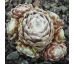 Sempervivum ROTEIRO