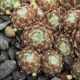 Sempervivum ROTES MEER