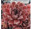 Sempervivum ROYAL OPERA