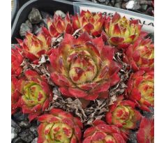 Sempervivum SALAMO