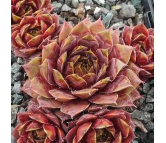 Sempervivum SAMOA