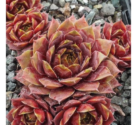 Sempervivum SAMOA