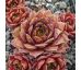 Sempervivum SAMOA
