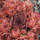 Sempervivum RUSTY