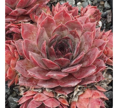 Sempervivum RUTH