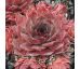 Sempervivum RUTH