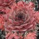 Sempervivum RUTH
