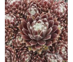 Sempervivum SPRITE