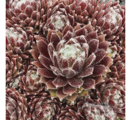 Sempervivum SPRITE