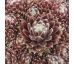 Sempervivum SPRITE
