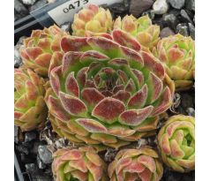 Sempervivum ST. HELENS