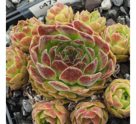 Sempervivum ST. HELENS