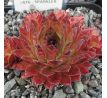 Sempervivum SPARKLER