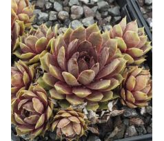 Sempervivum STATUS QUO