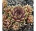 Sempervivum STATUS QUO