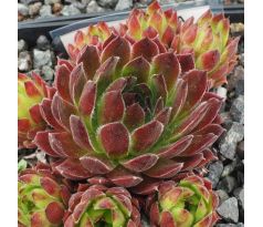 Sempervivum SULEIKA
