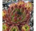 Sempervivum SULEIKA