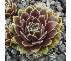 Sempervivum SULTAN - 15