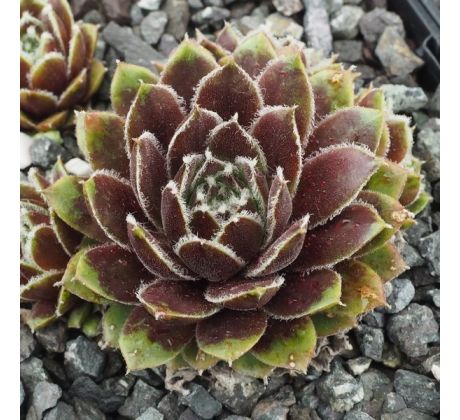 Sempervivum SULTAN - 15