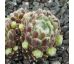 Sempervivum STRUBBELKOPF