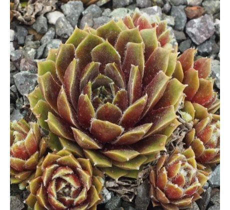 Sempervivum SOOTHSAYER