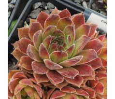 Sempervivum SUNKIST
