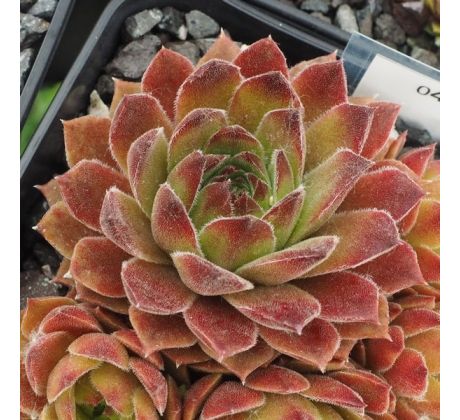 Sempervivum SUNKIST