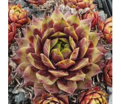 Sempervivum SUNRAY MAGIC