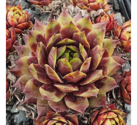 Sempervivum SUNRAY MAGIC