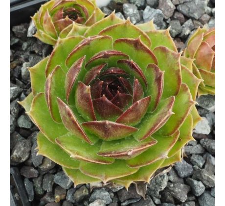 Sempervivum SPERANZA