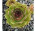 Sempervivum SPERANZA