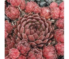 Sempervivum SUPER DOME