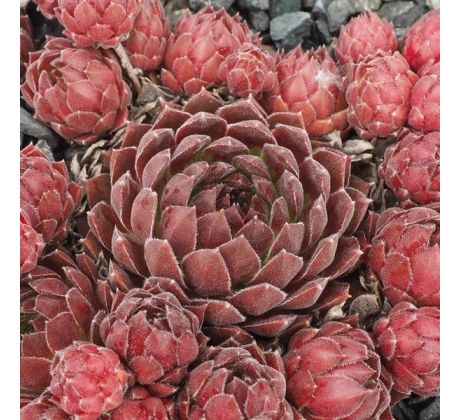 Sempervivum SUPER DOME