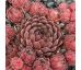 Sempervivum SUPER DOME