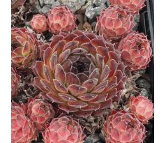 Sempervivum SUN WAVES