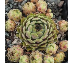 Sempervivum BELLADONNA