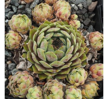 Sempervivum BELLADONNA