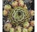 Sempervivum BELLADONNA