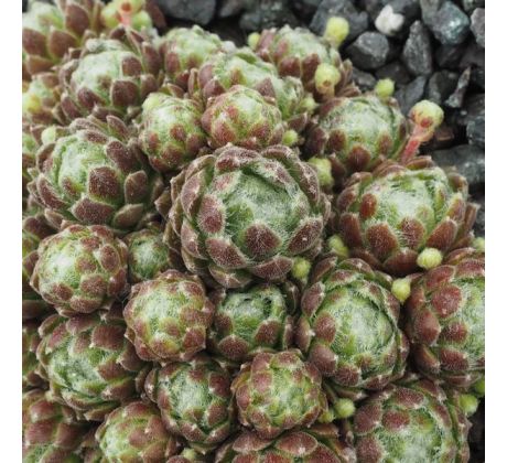 Sempervivum ASHES OF ROSES
